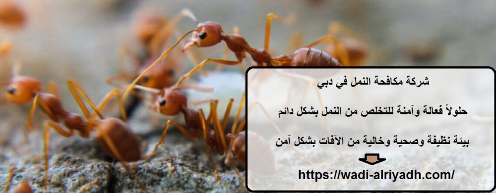 شركة مكافحة النمل في دبي