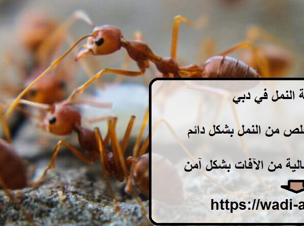 شركة مكافحة النمل في دبي