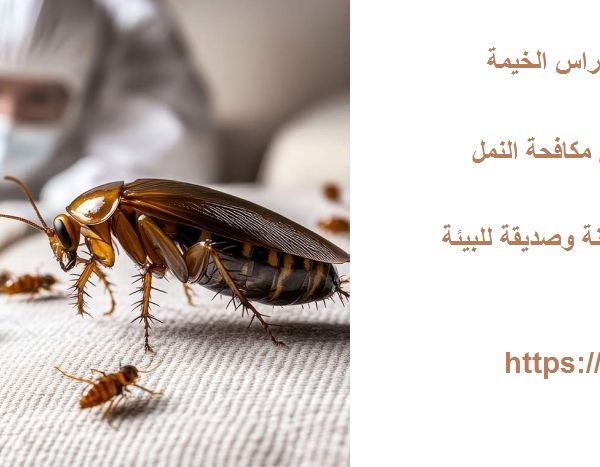 شركة مكافحة النمل في راس الخيمة