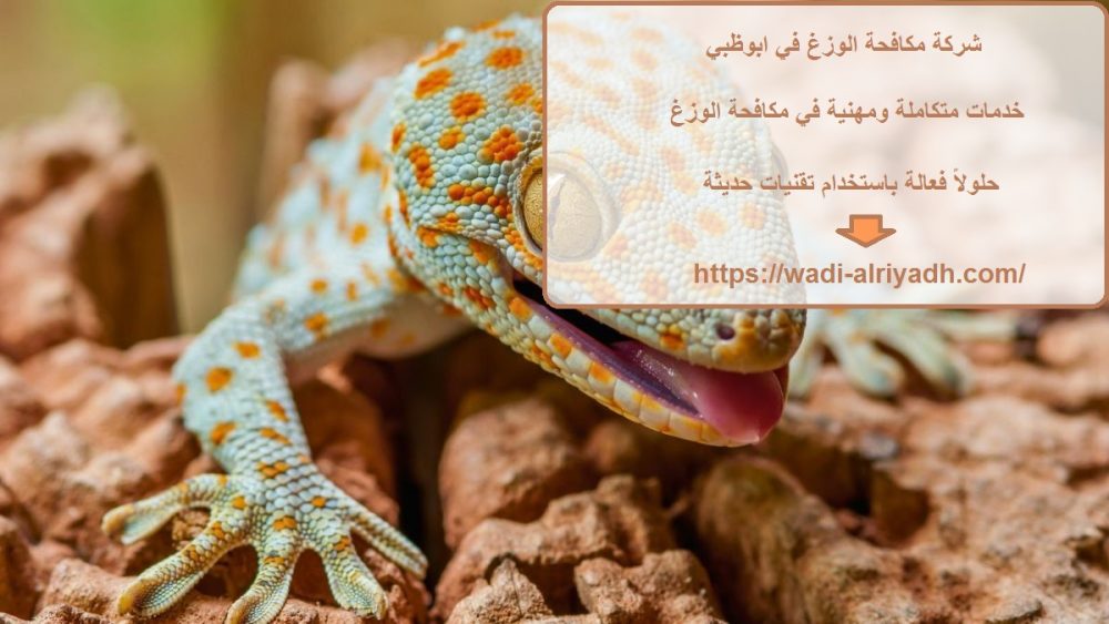 شركة مكافحة الوزغ في ابوظبي