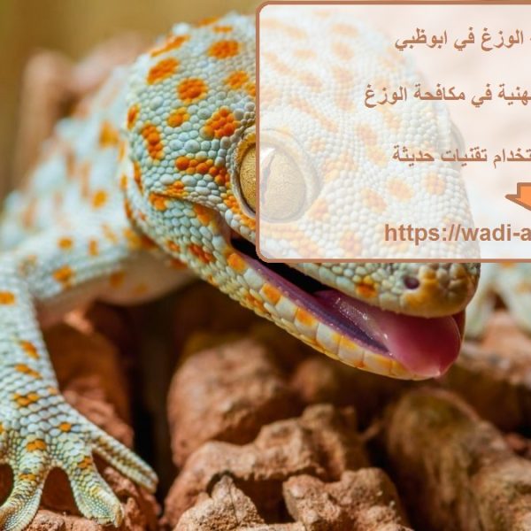 شركة مكافحة الوزغ في ابوظبي