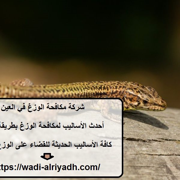 شركة مكافحة الوزغ في العين