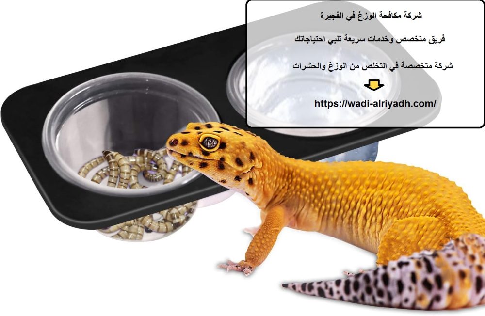 شركة مكافحة الوزغ في الفجيرة