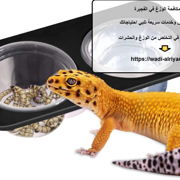 شركة مكافحة الوزغ في الفجيرة