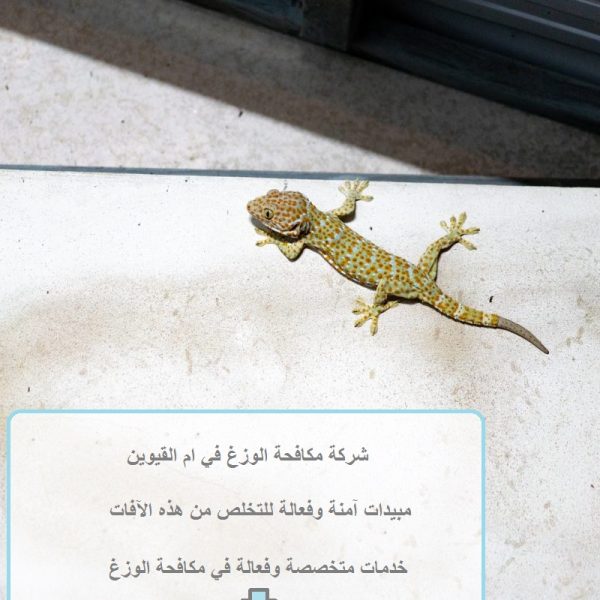 شركة مكافحة الوزغ في ام القيوين