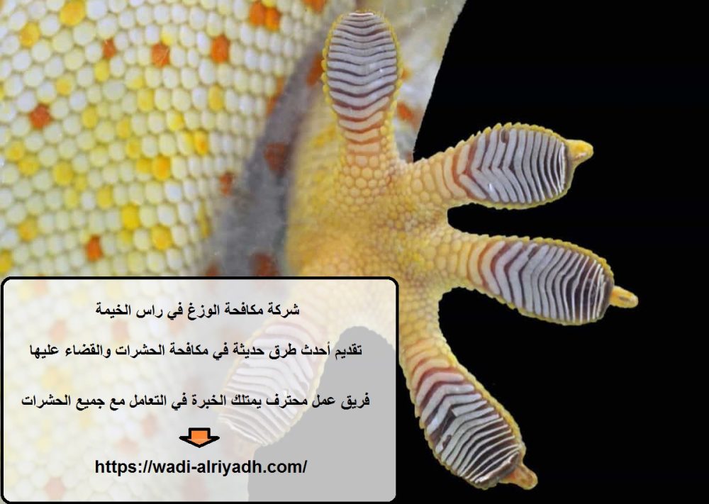 شركة مكافحة الوزغ في راس الخيمة