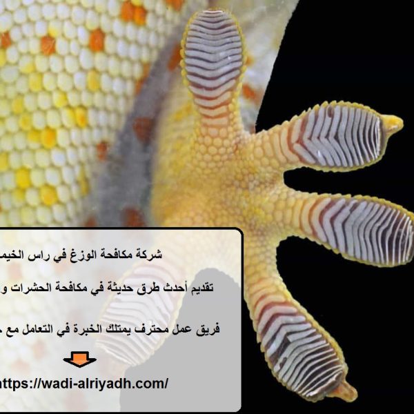 شركة مكافحة الوزغ في راس الخيمة