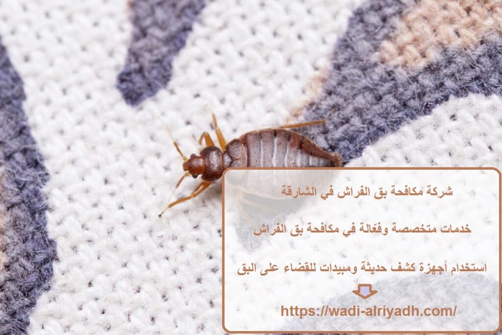 شركة مكافحة بق الفراش في الشارقة