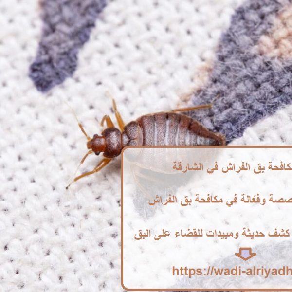 شركة مكافحة بق الفراش في الشارقة