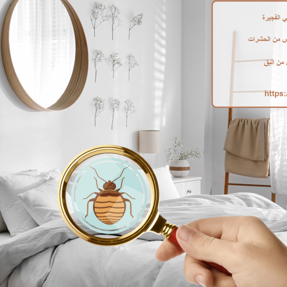 شركة مكافحة بق الفراش في الفجيرة