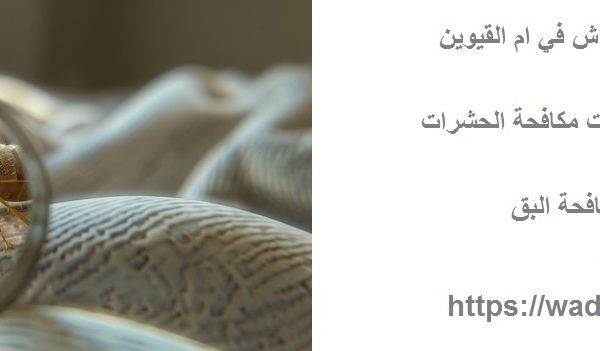 شركة مكافحة بق الفراش في ام القيوين