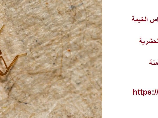 شركة مكافحة بق الفراش في راس الخيمة