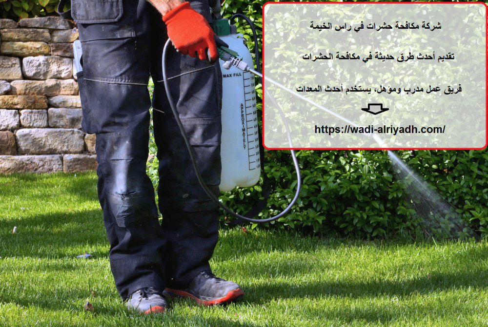 شركة مكافحة حشرات في راس الخيمة