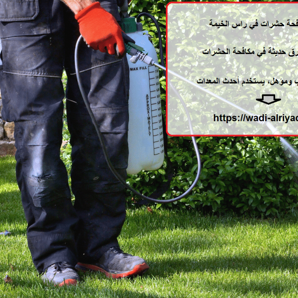 شركة مكافحة حشرات في راس الخيمة
