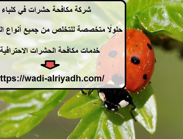 شركة مكافحة حشرات في كلباء